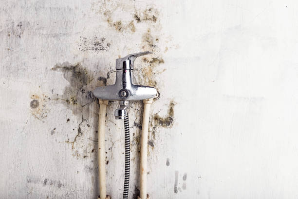 Best White Mold Remediation in West Grove, PA
