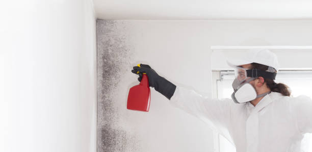 Best Localized Mold Remediation (e.g., coastal areas, humid climates) in West Grove, PA